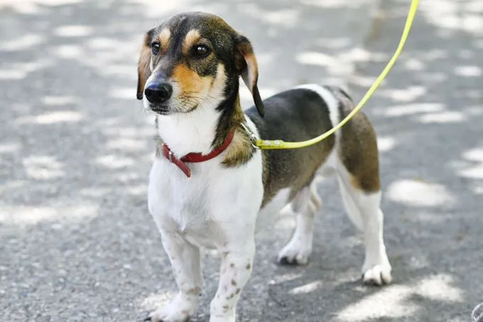 Hund aus Tierheim, Eisbär | Dackel Mix Weiblich