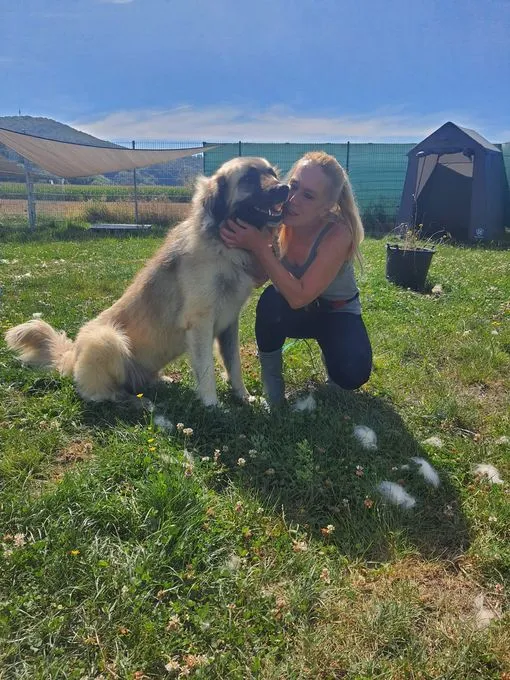 Dog from shelter, James | Braun Owtscharka Mix Male