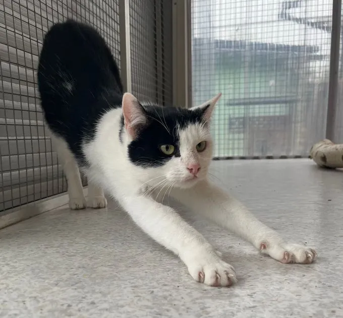 Katze aus Tierheim, Enya | Schwarz Weiß Europäische Hauskatze Weiblich