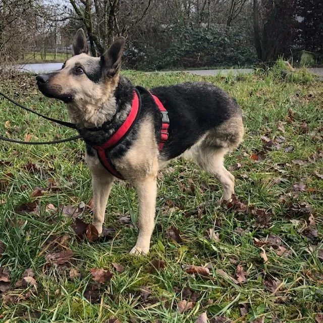 Dog from shelter, Rihanna | Blond Und Schwarz Mini Schäferhund Female