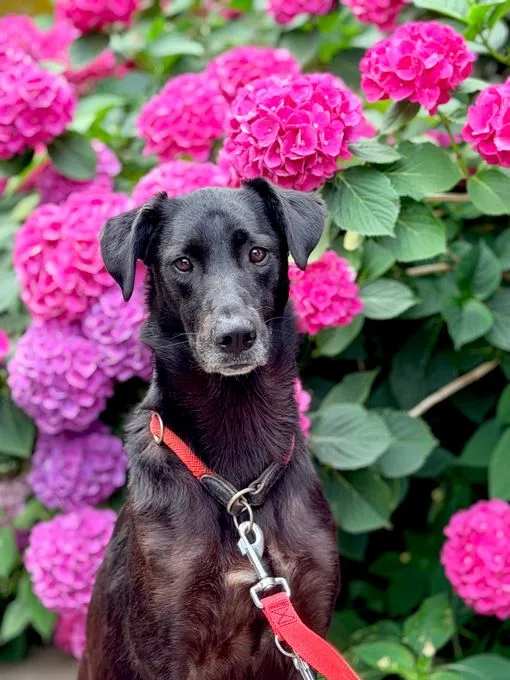Mira - labrador-mix zur Adoption
