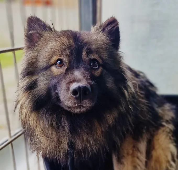 Hund aus Tierheim, Hakuma | Wolfsspitz Männlich