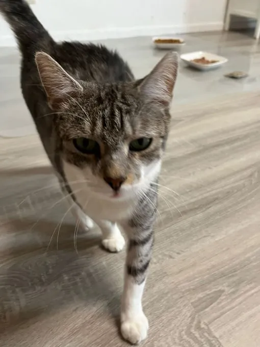 Katze aus Tierheim, Ela Mau M | Europäisch Kurzhaar Weiblich
