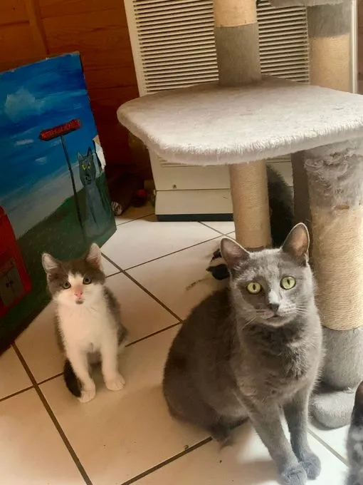 Katze aus Tierheim, Graycie Gideon | Grau Ehk Weiblich