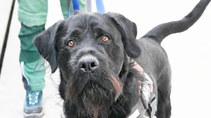 Jochen - Riesenschnauzer-Dt.Drahthaar-Mix zur Adoption