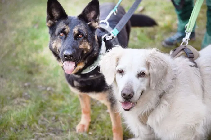 Hund aus Tierheim, Amy Xindy | Golden Retriever Mix Amp Dt Schäferhund Weiblich