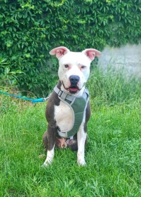 Dog from shelter, Milko | Staffordshire Mix Male