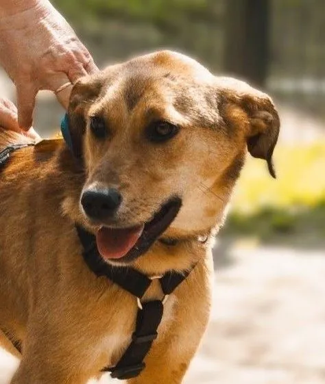 Mesina - mischling zur Adoption