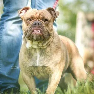 Dog from shelter, Bruno | Old English Bulldog Boxer Mischling Male