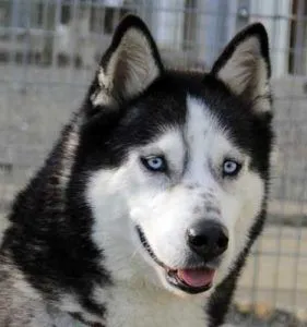 Dog from shelter, Sancho | Siberian Husky Male