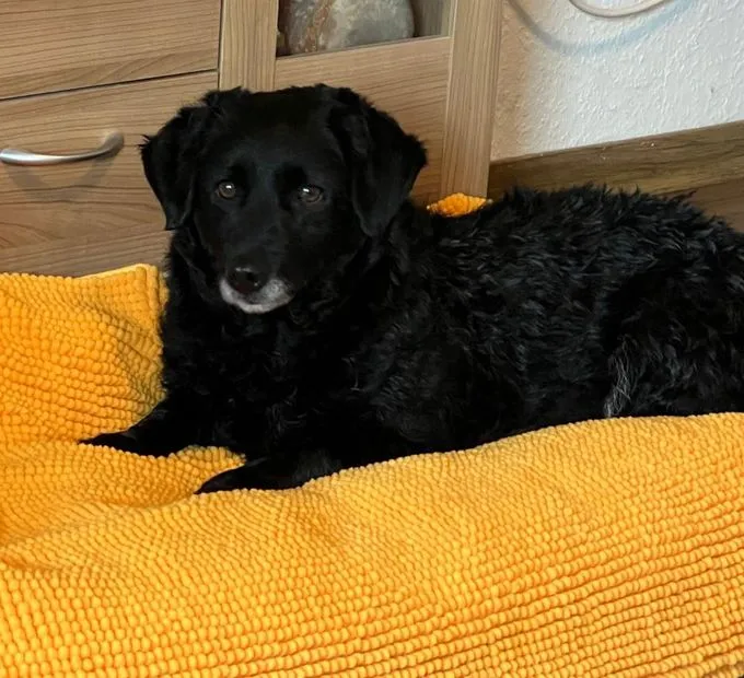 Beauty - labrador-mix zur Adoption