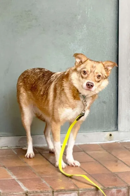 Dog from shelter, Merle | Terrier Mix Female