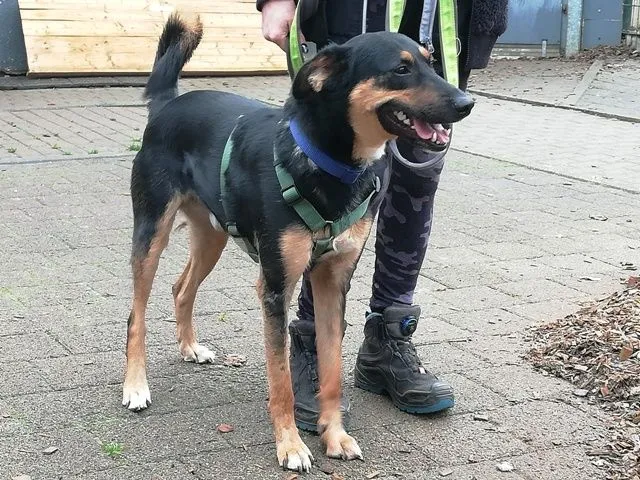 Hund aus Tierheim, Astor | Schwarz Und Braun Mischling Männlich