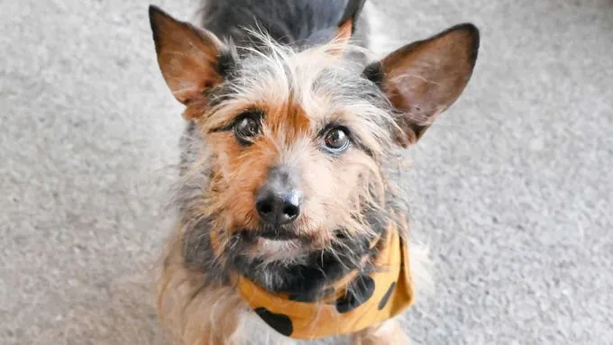 Hund aus Tierheim, Gronkel | Terrier Dackel Mix Männlich