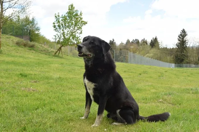 Dog from shelter, Dobby | Schwarz Husky Schäferhund Mischling Male
