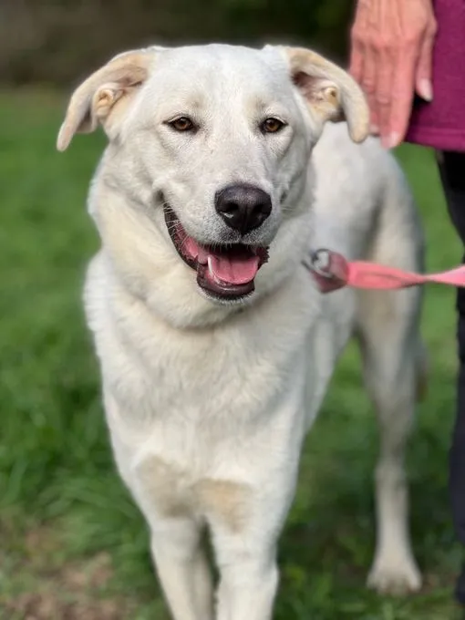 Aria - Maremmano-Mischling zur Adoption