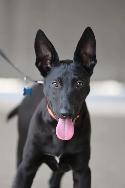 Dog from shelter, Cub | Malinois Mix Male