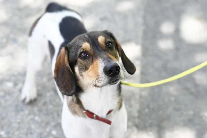 Hund aus Tierheim, Eisbär | Dackel Mix Weiblich