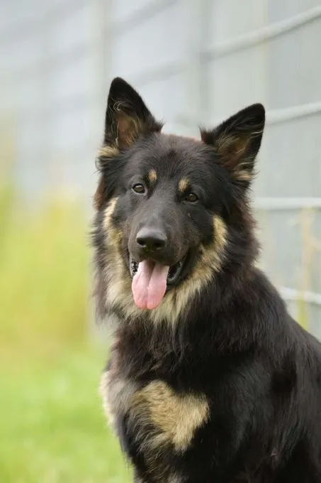 Dog from shelter, Gero | Deutscher Schäferhund Male