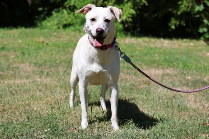 Lizzie - mischling zur Adoption