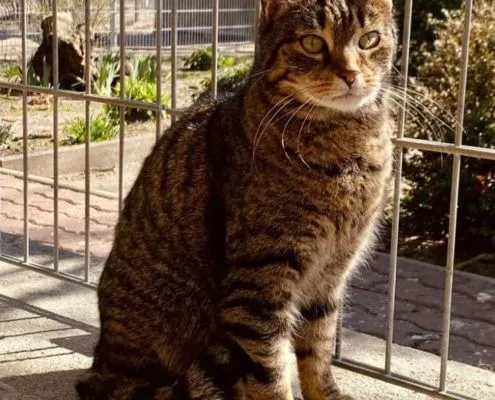 Mamutschka - Katze zur Adoption