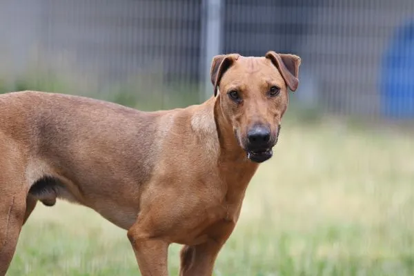 Dog from shelter, Gustav | Heideterrier Male
