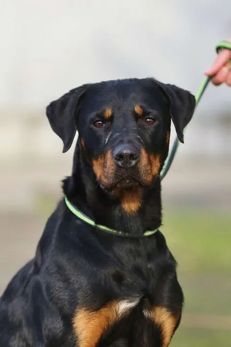 Hund aus Tierheim, Pfötchen | Dobermann Rottweiler Mix Weiblich