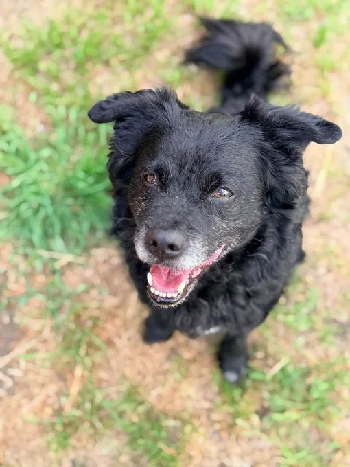 Balu - mischling zur Adoption