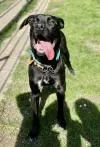 Dog from shelter, Iver | Schwarz Cane Corso Mix Male