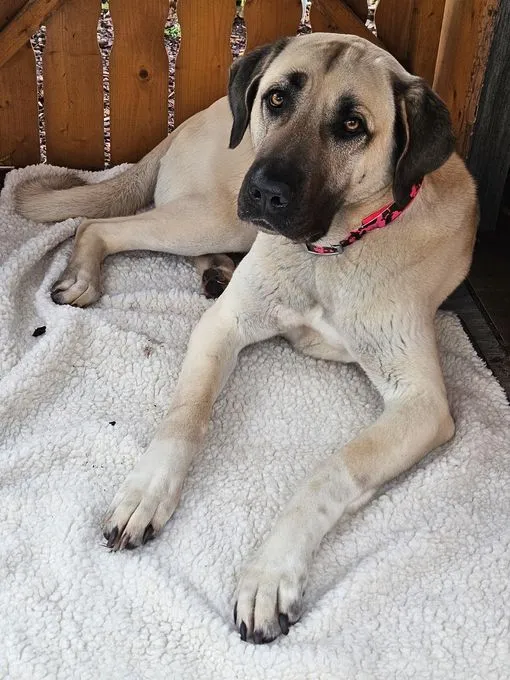 Dog from shelter, Ada | Beige Mit Maske Kangal Female