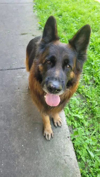 H25-056 Herrmann - Schäferhund zur Adoption