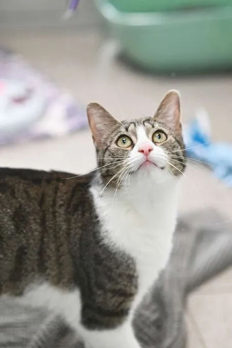 Katze aus Tierheim, Bärbel | Ekh Weiblich