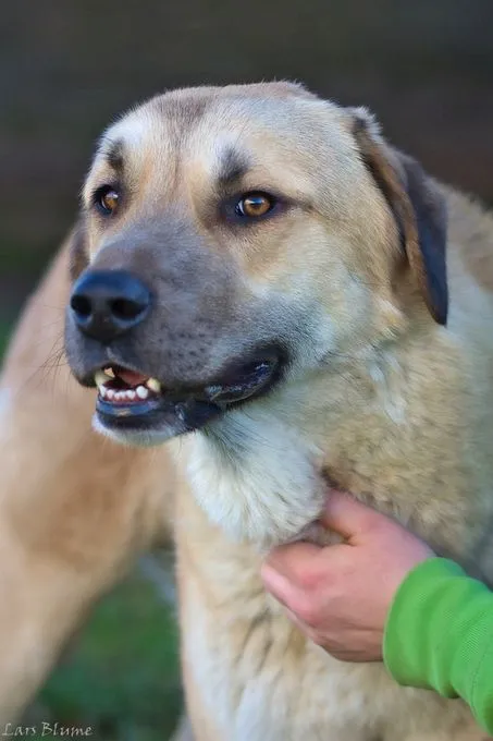 Dog from shelter, Samson | Hellbraun Kangal Male