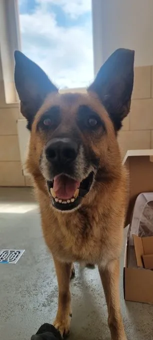 Dog from shelter, Phex | Hellbraun Belgischer Schäferhund Mischling Male