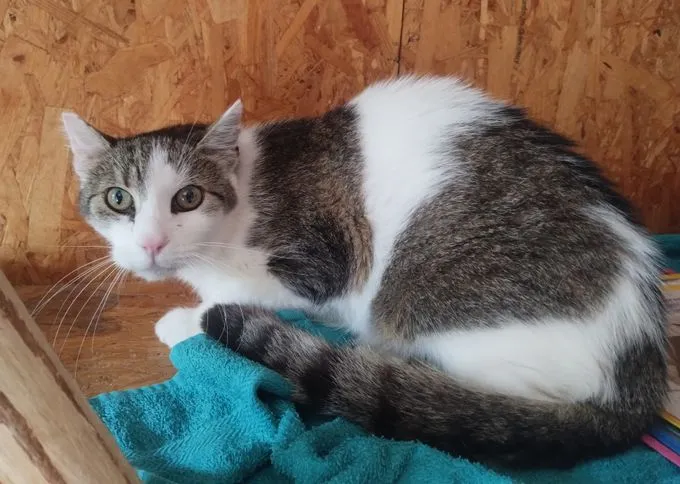Katze aus Tierheim, Nemo | Weiß Grau Ekh Maine Coon Mix Männlich