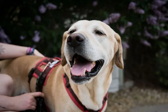 Balu - labrador zur Adoption