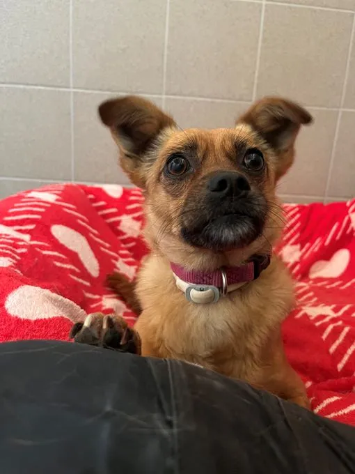 Dog from shelter, Rachel | Beige Chihuahua Mischling Female