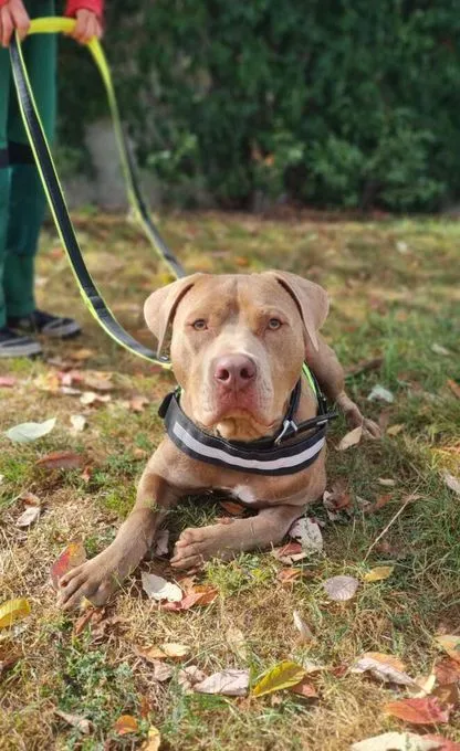 Dog from shelter, Kurtis | Staffordshire Terrier Male