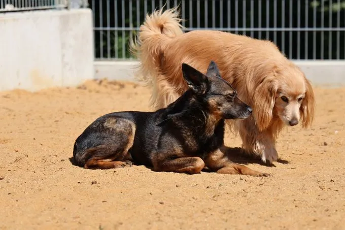 Dog from shelter, Lulu | Braun Schwarz Mischling Female