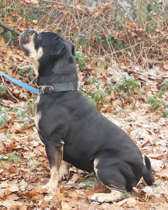 Dog from shelter, Bonny | Old English Bulldog Female