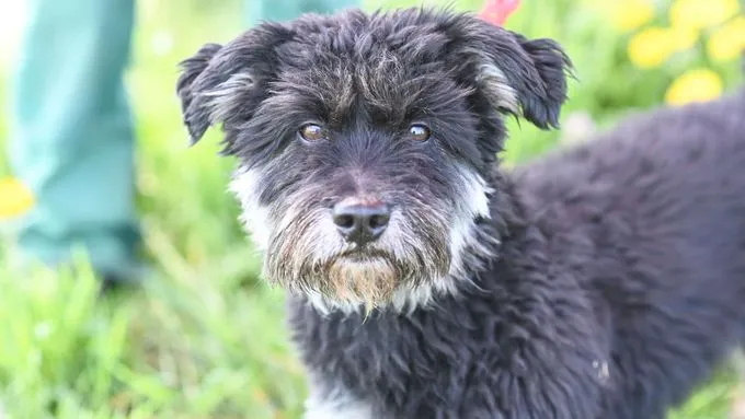 Charly - Terrier-Mix zur Adoption
