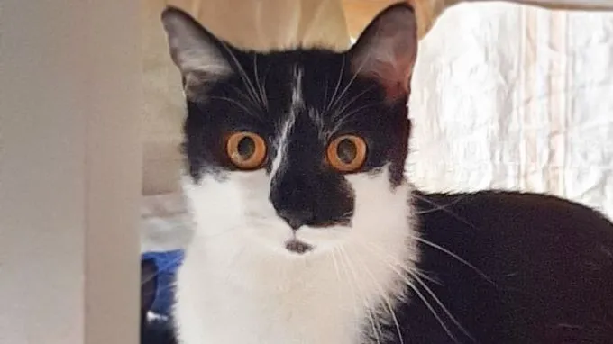 Lulu, Hipsi Tipsi & Birgit Prinz - ekh zur Adoption