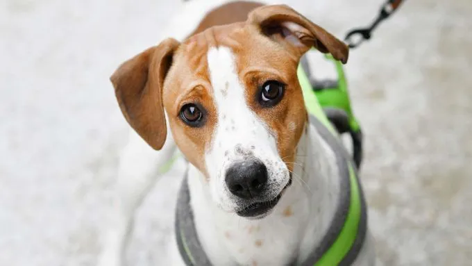Alva - beagle-mix zur Adoption