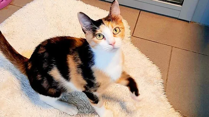 Zaggie - ekh zur Adoption