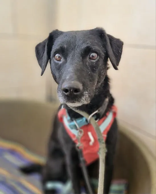 Alva - mischling zur Adoption