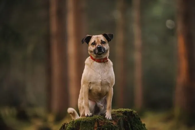 Siggi - mischling zur Adoption