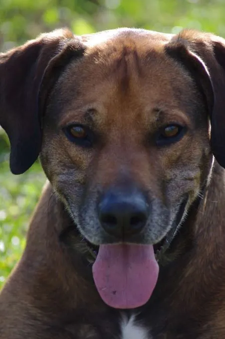 Hund aus Tierheim, Aaron | Rhodesian Ridgeback Männlich