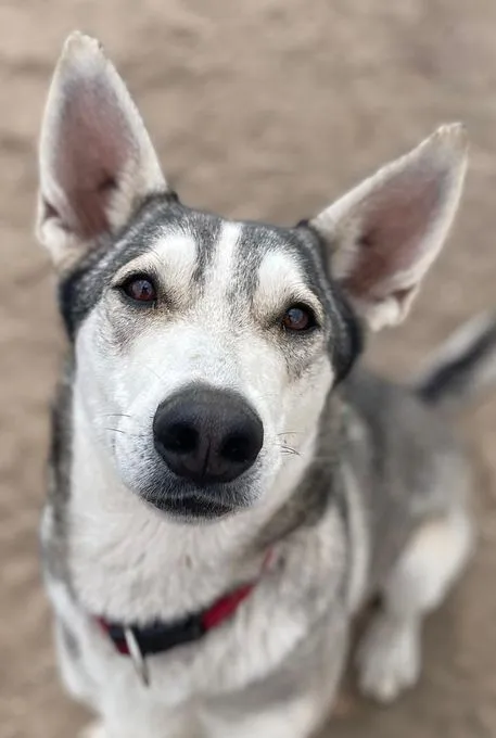Dog from shelter, Pinsel Und Chappi | Grau Weiß Husky Male