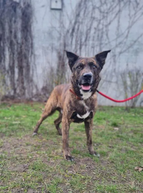 Dog from shelter, Zeus | Hollandse Herdeshond Male