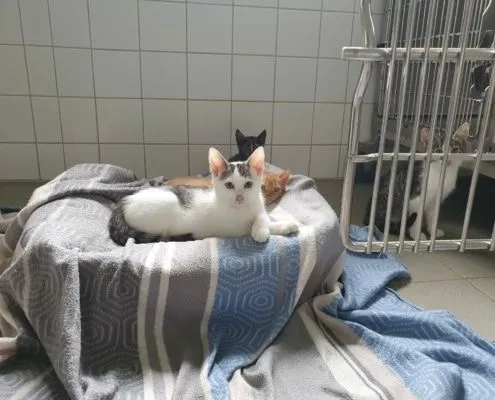 Cat from shelter, Unsere Gummibärenbande | Female